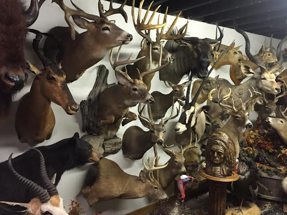 nature s touch taxidermy